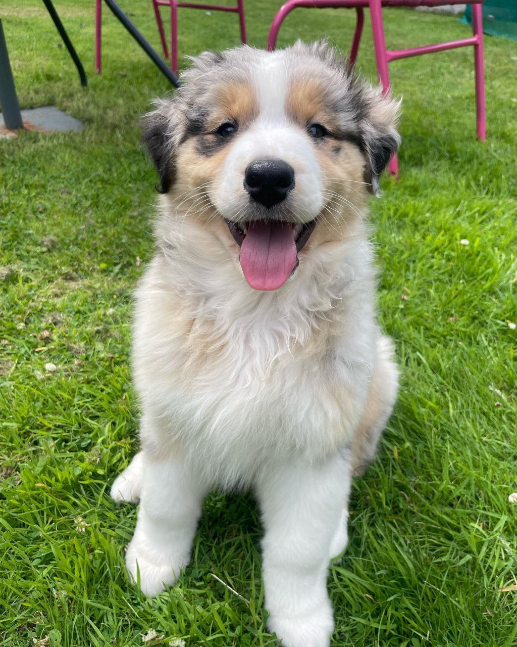 Agi - Australian Shepherd Puppy